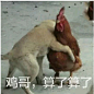 求一个鸡哥算了算了的表情包【拜仁慕尼黑吧】_百度贴吧