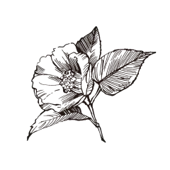 山茶花_PNG线稿素描手绘植物花水仙菊化妆品包装海报平面AI矢量设计素材