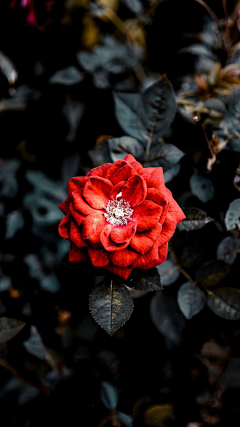 Larmean采集到<花朵> 采菊东篱下
