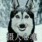 你的笑像一条恶犬撞乱了我心弦