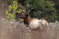 公牛每个