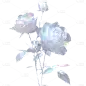 植物通用梦幻玫瑰元素素材