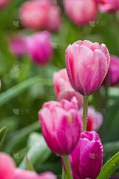 花园里全是郁金香。