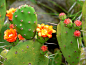 Opuntia_ovata_2.jpg (1800×1364)