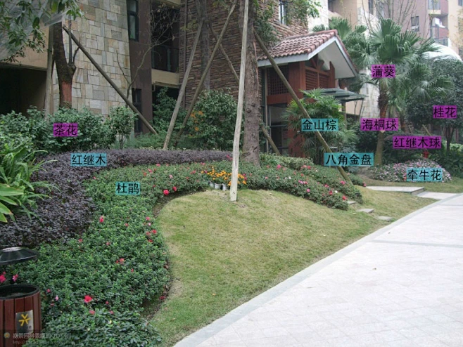 植物配置图解-花瓣网