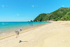 海鸥,新西兰,海滩,动物主题,壁纸,动物,鸟类,巨石,海岸线,小路