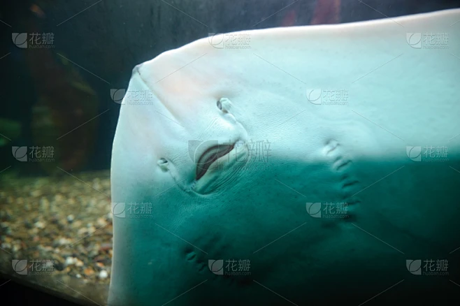 魟鱼,自然,水族馆,夏威夷,太平洋岛屿,人工饲养动物,图像,动物嘴,动物,拟人笑脸素材-花瓣网