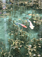 日本岐阜县的根道神社附近，有一个很有名的池塘，池内种满了莲，养了锦鲤，池水非常清澈，尤其在阳光照射下，完全是透明的。当睡莲绽放时，完全就是莫奈笔下的画面。因此一般称之为“莫奈的睡莲池”。