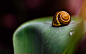 ID-956775-高清晰荷叶露珠上的蜗牛壁纸高清大图