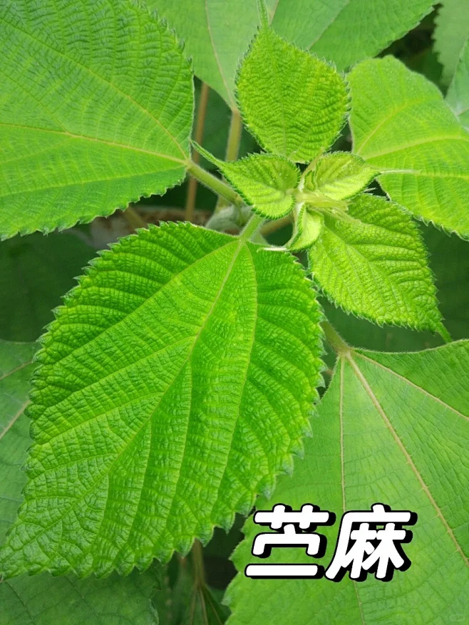 自然观察-苎（zhù）麻_1_fluency12_来自小红书网页版-花瓣网