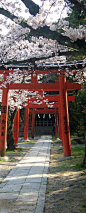 樱花，吉田神社鸟居 