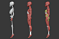 ArtStation - Stylized Female Anatomy | Resources