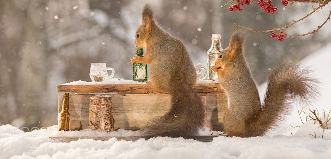 the squirrel bar by ...