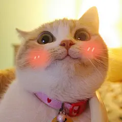 才知道我手机上存的这只小萌猫表情包叫Bobi，世上怎么会有这么可爱的猫！萌到窒息！！！ #搞笑# ​