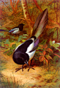 【Archibald Thorburn (1860-1935)】Thorburn_Archibald_Magpies