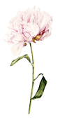 Original Watercolour Painting Single Peony This is an original watercolour painting. It is 18inch(w) x 24inch(h) and is painted on hot pressed: 