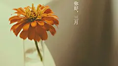 你好三月小清新唯美花瓶可爱花朵高清壁纸大全http://www.kutoo8.com/