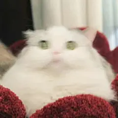 “震惊到模糊...”    #表情包#