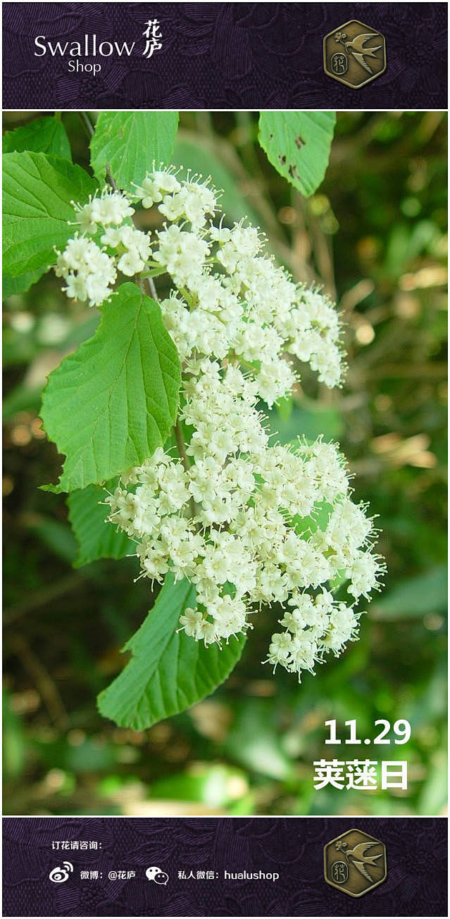 [花语·11月29日·荚蒾花日]执着之爱...