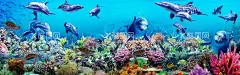 海底世界  - 源文件下载【酷图网】海底世界,海底世界背景,梦幻海洋,梦幻海底世界,高清,超大,海洋世界,海底摄影,奇幻海底世界,唯美海底世界,海洋生物,鲨鱼,海豚,海底珊瑚,壁纸,大型高清海底,3D海底世界,海洋素材,海底世界壁画,海底世界壁纸,3D全景壁画,全景壁纸,立体画,海底生物,海洋节,