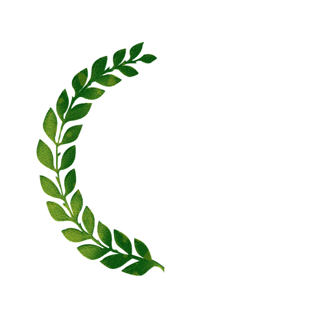 橄榄枝