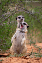 2022 Finalists :: Comedy Wildlife Photography Awards - Conservation through Competition
