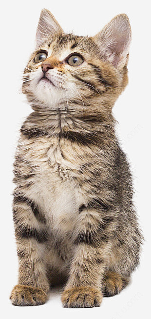 实物可爱的小花猫免抠png素材_新图网i...
