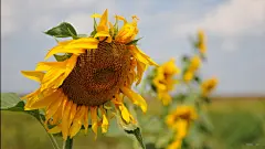 秋天的向日葵桌面高清壁纸桌面壁纸1