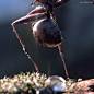 Bugs War, Ant VS Wasp : This Quarantine in Italy is the perfect time for personal projects! This is my last one.  The Nature life is very dangerous.  Modeled and rigged in Maya, displacements,  Albedo maps created with Zbrush and rendered with Vray.