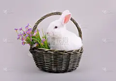 白色,篮子,仅一朵花,毛绒绒,小兔子,贺卡,复活节,背景分离,肖像,草