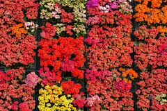 墙,仅一朵花,背景,纹理,美,水平画幅,户外,花束,植物