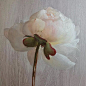 “为一朵花而死去，是值得的。”

Katie G. Whipple
American, b.1991 ​​​​