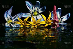 彩色的花在黑色的背景反射