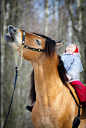 白俄羅斯線束馬。Photo: Alexia Khruscheva﻿。 #萌货#