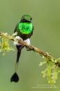 fairy-wren:

(via 500px / Booted Rackettail (Ecuador) by Juan Carlos Vindas)