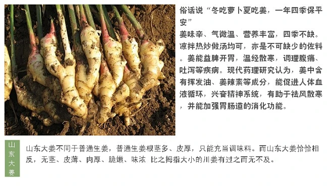 山东大姜嫩姜新鲜生姜鲜姜仔姜子姜贡姜农家自产绿色有机蔬菜500g-花瓣网