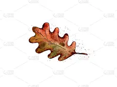 手绘水彩插图。红色的秋橡树叶。明信片装饰、植物标本。秋天的象征。万圣节的属性。孤立的