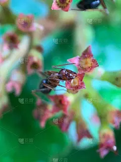 花上的火蚁
