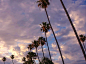 Palms and Clouds