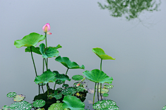 花瓣--雨采集到花卉植物壁纸