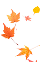 自然,影棚拍摄,叶子,秋天,摄影_115005855_Autumn leaves blowing across a white background_创意图片_Getty Images China