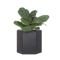 0AloneSoul采集到植物