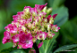 Hortensia  Explored 83