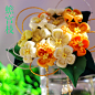 【夏季日常】和风细工花簪*蟾宫枝 桂花/木樨发簪 浴衣配饰-淘宝网