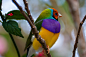 our-lips-locked:

Gouldian Finch by vgferenzi on Flickr.