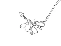 连翘  - 源文件下载【酷图网】花,连翘,连翘花,花瓣,花蕊,手绘连翘,手绘花,线描连翘,