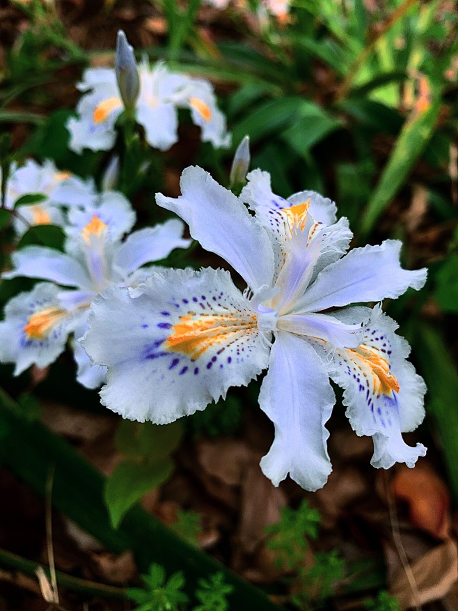 一丛鸢尾花