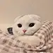 wuli小狗蛋