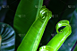 蕨类,清新,叶子,绿色,卷着的,新的,水平画幅,无人,特写,泰国