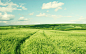 General 1920x1200 nature landscape green field barley